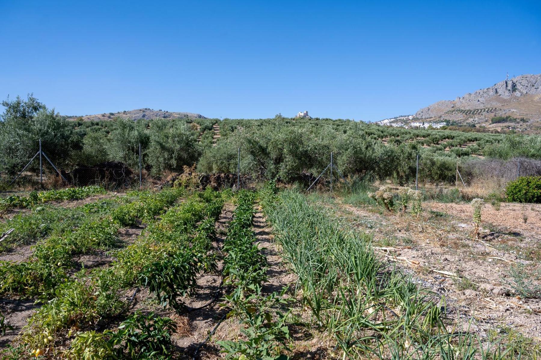 Agroturismo Ecologico El Cortijillo Luque ภายนอก รูปภาพ